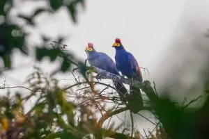 Ross's Turaco