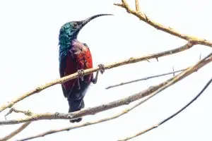 Superb Sunbird