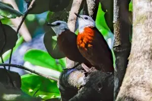 White Headed Robin Chat